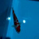 Kohaku 20 cm