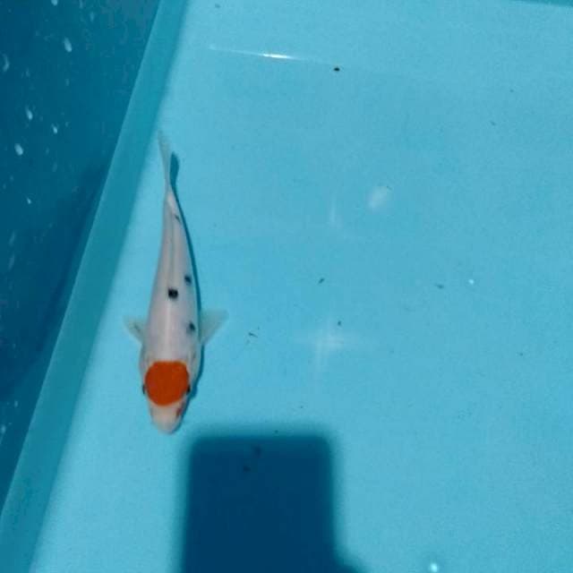 20 cm