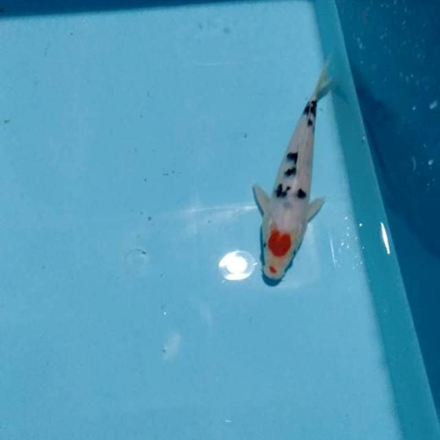 24 cm