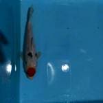 Tancho sanke 25cm