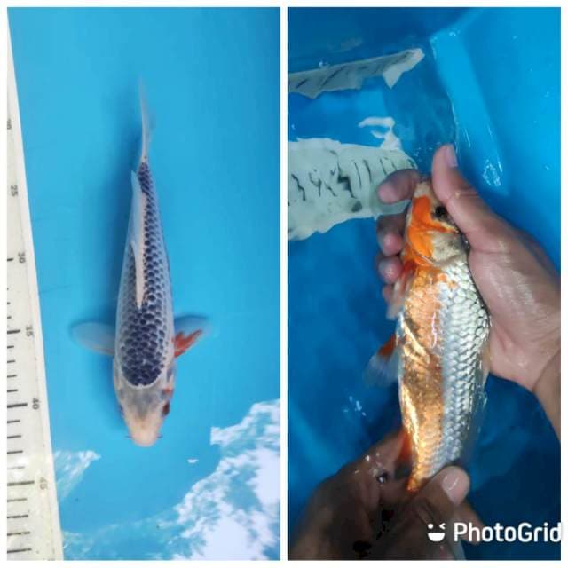 Asagi, 23cm