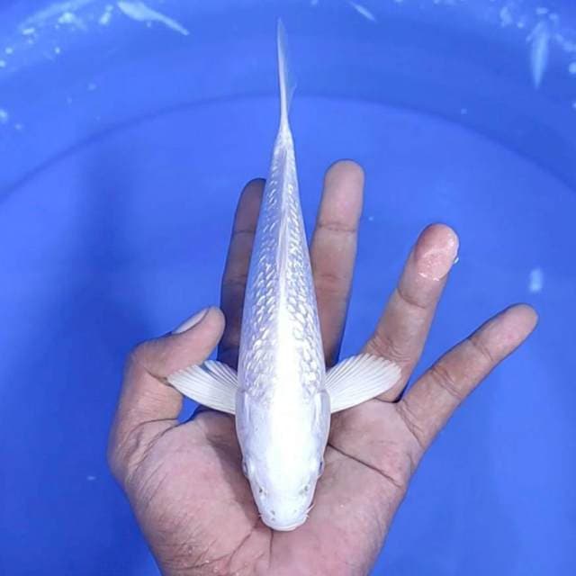 platinum gindrin /21 cm
