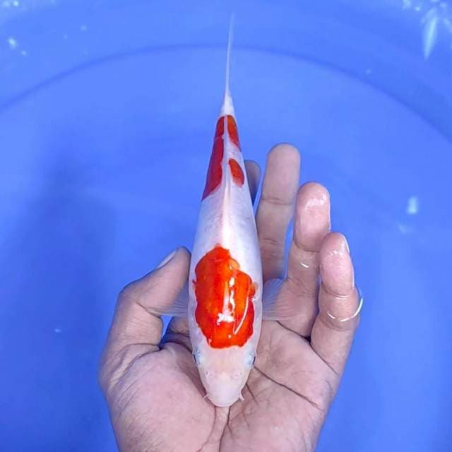 kuhaku / 19 cm