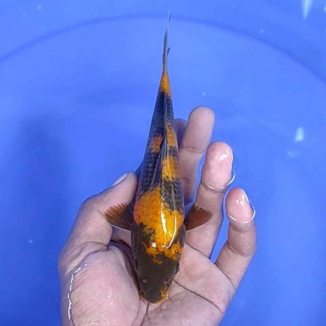 kin Showa / 18 cm