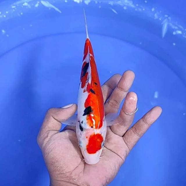 sanke / 21 cm