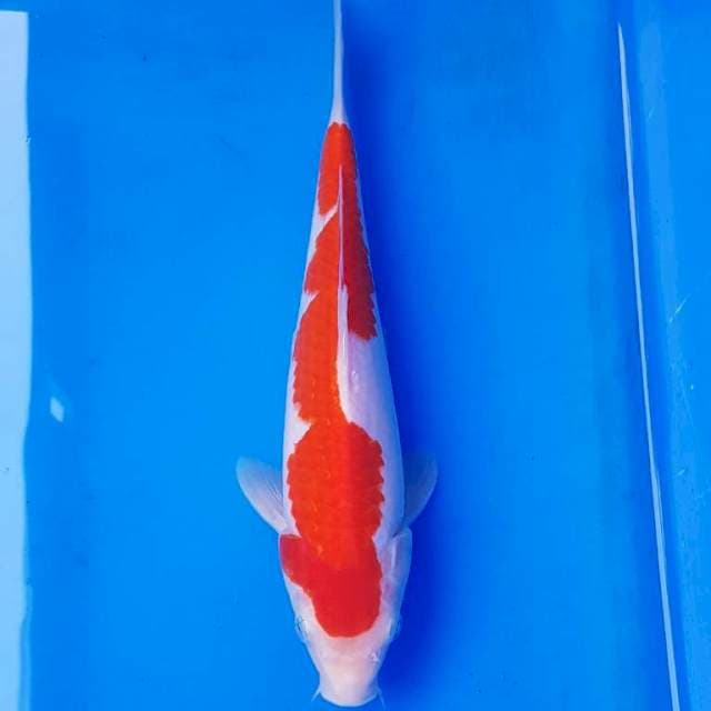 INAZUMA KOHAKU 26CM