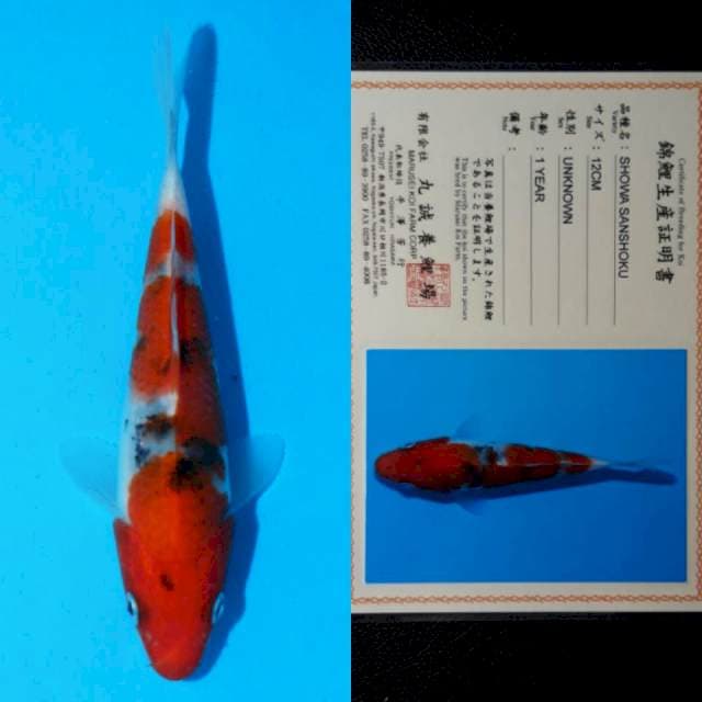 marusei showa sanshoku 13cm