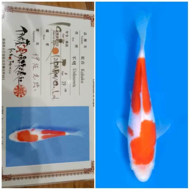 Kohaku Isa ⛩️🇯🇵 20bu
