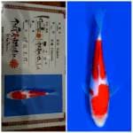 Kohaku Isa ⛩️🇯🇵 20bu