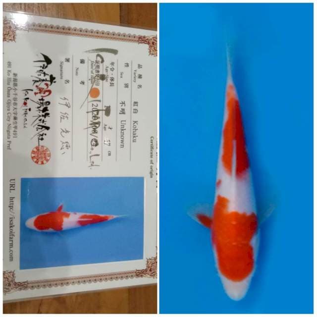 Kohaku ISA 🇯🇵⛩️ 20bu
