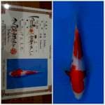 Kohaku ISA 🇯🇵⛩️ 20bu