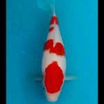 30cm si cakep 2..body terpedo..joss markojoss