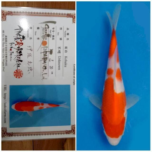 Kohaku ISA 🇯🇵⛩️ 20bu