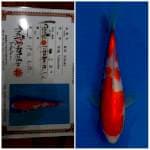 Kohaku ISA 🇯🇵⛩️ 20bu