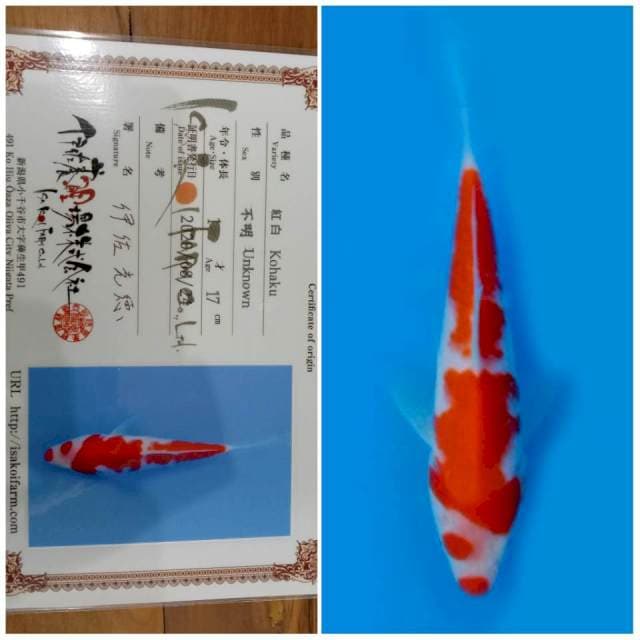 Kohaku ISA 🇯🇵⛩️ 20bu