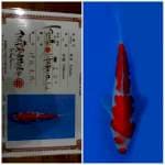 Kohaku ISA 🇯🇵⛩️ 20bu