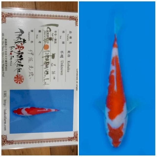 Kohaku ISA 🇯🇵⛩️ 20bu