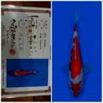 Kohaku ISA 🇯🇵⛩️ 20bu
