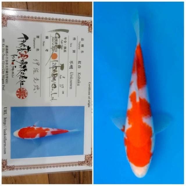 Kohaku ISA 🇯🇵⛩️ 20bu