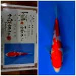 Kohaku ISA 🇯🇵⛩️ 20bu