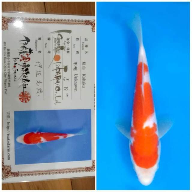 Kohaku ISA 🇯🇵⛩️ 20bu