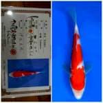 Kohaku ISA 🇯🇵⛩️ 20bu