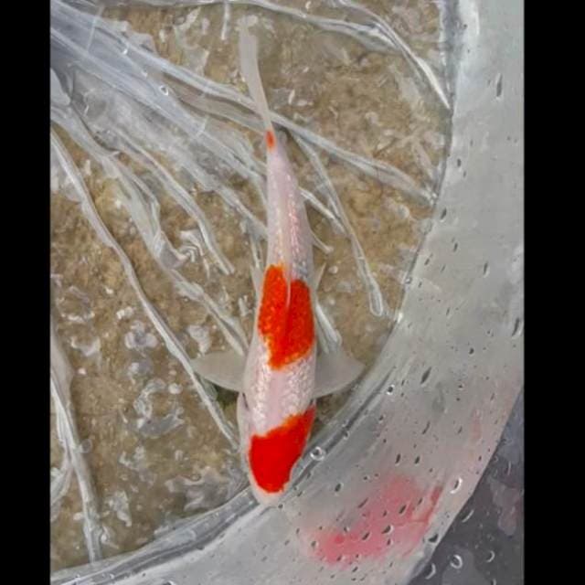 Ginrin Full kohaku