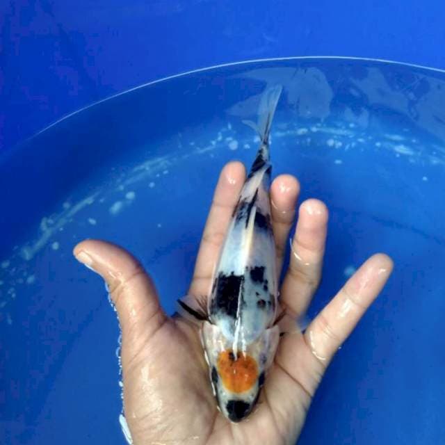tancho showa 17cm