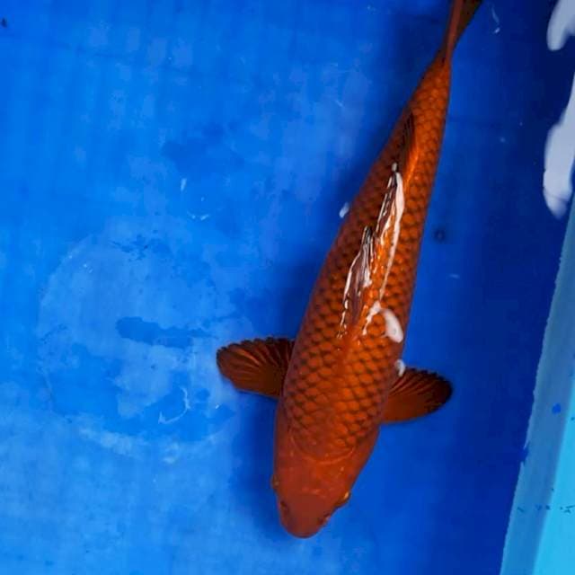Cagoi merah tembaga 33cm