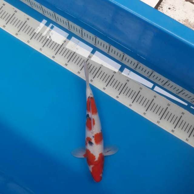 SANKE 1 35cm