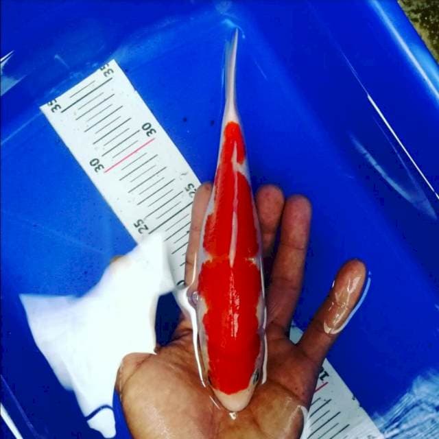 Quality skin kohaku