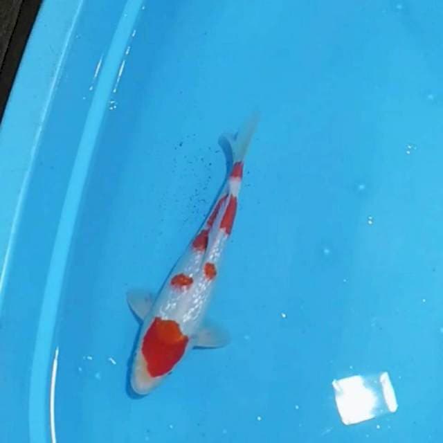 Kohaku ginrin 33cm