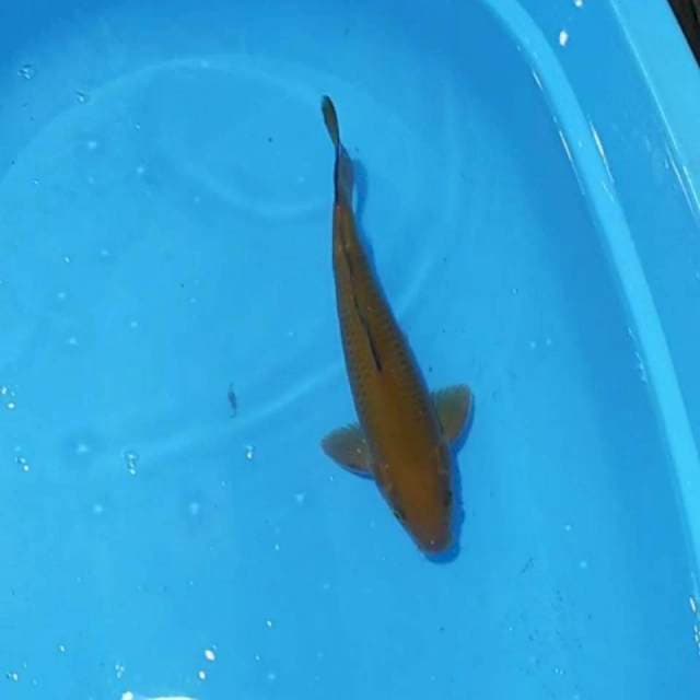 Cagoi tembaga 35cm