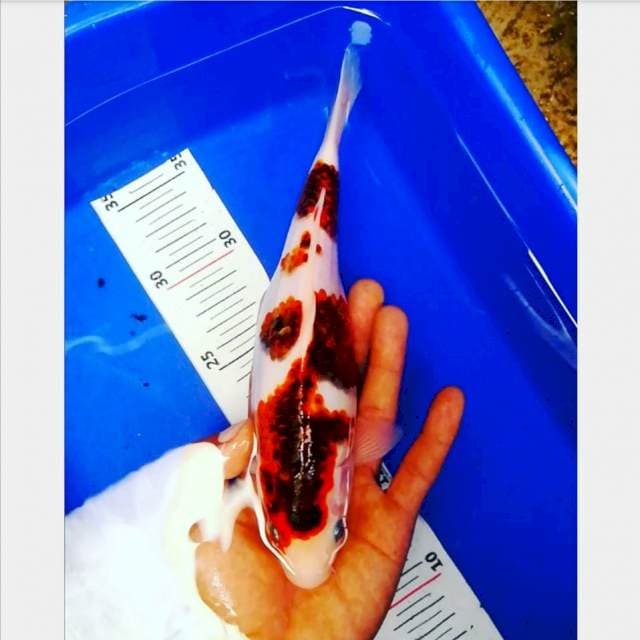 Goromo jozz