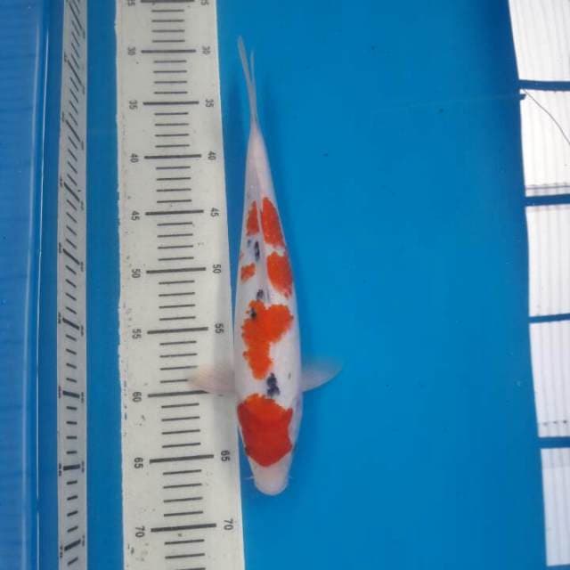 SANKE 2 35cm