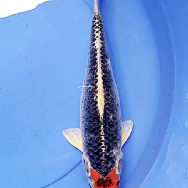 Tanco kuro goshiki 33cm