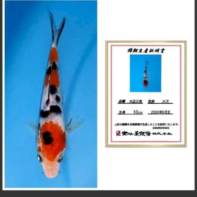 Sanke dainichi import 20bu