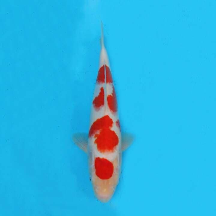 KOHAKU SAKURA MARUTEN HQ