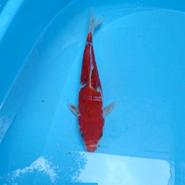 Goshiki 23cm