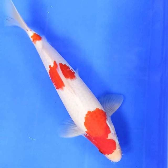 1. Kohaku || 33 cm || Jantan