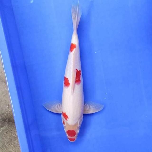 2. Maruten Kohaku || 35 cm