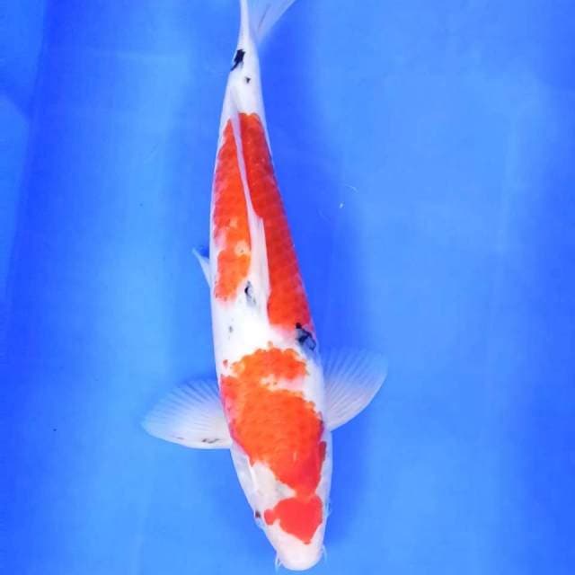 3. Sanke || 36 cm