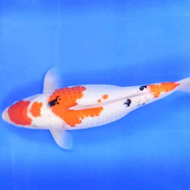 4. Sanke || 35 cm