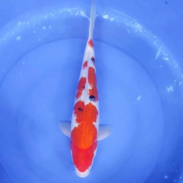 6. Sanke || 38 cm