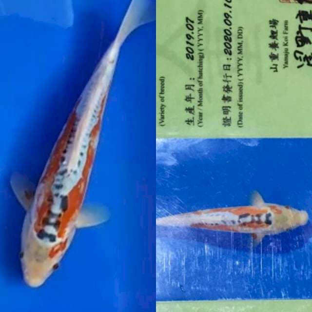 Suhsui Yamaju Farm 35cm
