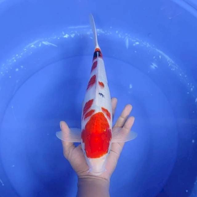 9. Sanke || 38 cm