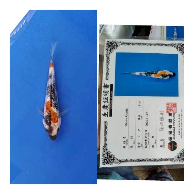 Showa gingrin shinoda