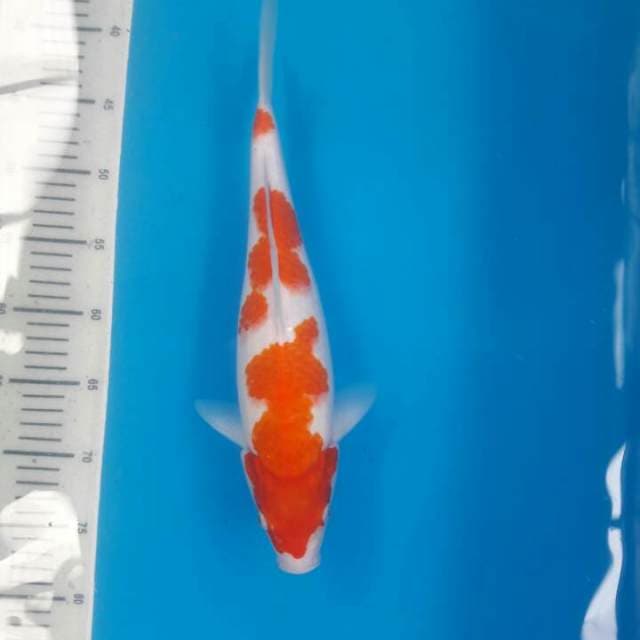 KOHAKU 1 35cm