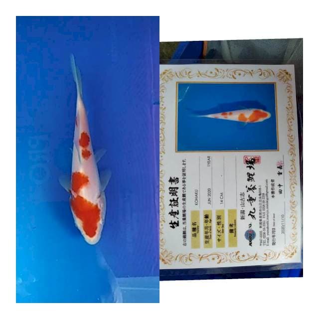 Kohaku marujyu koi farm