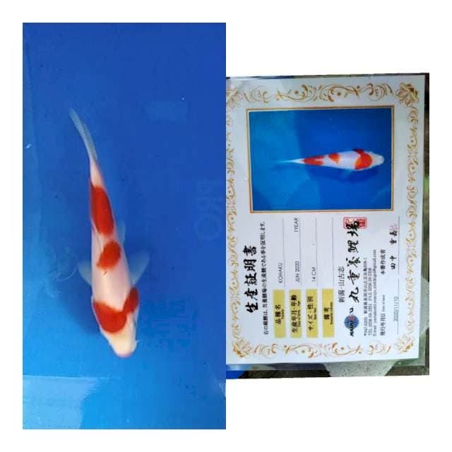 Kohaku marujyu koi farm